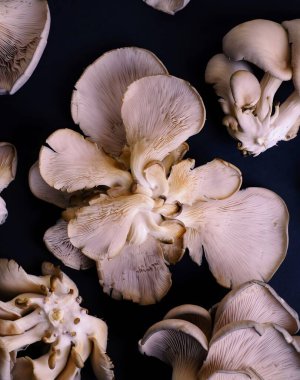 İstiridye mantarı Bloom, koyu arkaplan üzerine yerleştirilmiş narin fan şekilli mantar kümelerinin yakın plan fotoğrafı.