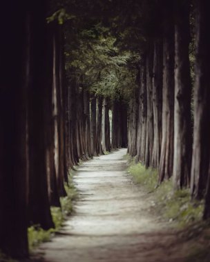 Dolambaçlı bir toprak yol, uzun ve ince ağaçlarla kaplı karanlık ve gizemli bir ormanın içinden geçiyor..