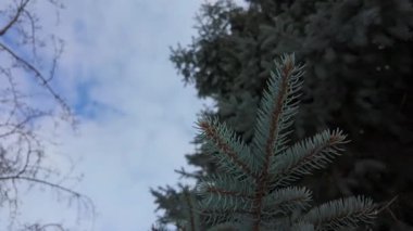 Dalları iğnelerle dolu, yemyeşil mavi ladin ağacının yakın plan görüntüsü, gökyüzü içine bakıyor. Karda ladin dalları