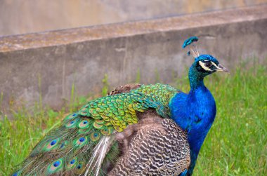 Hayvanat bahçesi ortamında canlı renklerini ve desenli tüylerini gösteren bir tavus kuşunun yakın plan görüntüsü. Doğa, hayvan ya da hayvanat bahçesi ile ilgili projeler için uygun. Tavus kuşu özelliklerine odaklanır.