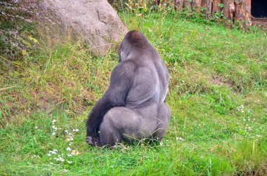 Goril Çimenlerde Oturuyor, Arka Görüş. Yeşil çimlerin üzerinde oturan bir gorilin görüntüsü, arkadan, doğal ortamların ortasında. Vahşi yaşama, hayvan barınaklarına ya da koruma temalarına iyi gelir. Gorilin boyunu ve gücünü vurguluyor.
