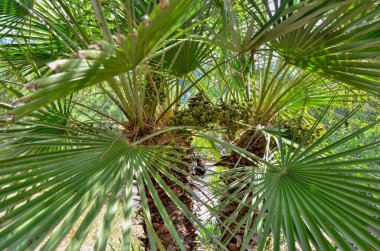 Yeşil tohumları ve canlı yaprakları olan palmiye ağaçları. Tropikal, botanik ve doğa temalı projeler için uygun. Bir avuç içi tohumu sergiliyor.