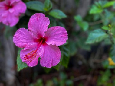 Yumuşak, parlak yeşil yapraklarla çevrili canlı pembe bir amber çiçeği doğanın güzelliğini yakından yakalıyor. Çiçekteki çiy damlaları taze ve canlandırıcı bir dokunuş ekler..