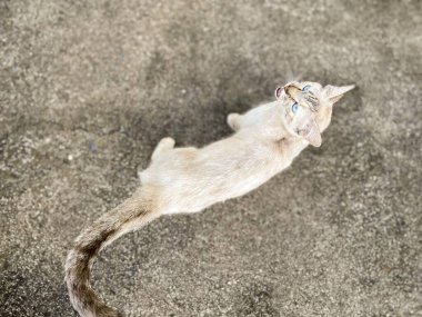 Hafif kürklü zarif bir kedi beton bir yüzeyde zarifçe yürür. Meraklı duruşu ve özenli bakışları özgürlük ve hayvani ihtişam hissi veriyor. Yumuşak ışıklandırma özelliklerini vurgular.