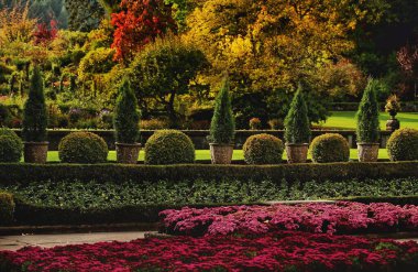 Sonbaharın sonlarında açan güzel botanik bahçeleri. Çekimi zengin yeşillik düzenliyor. Victoria, BC, Kanada