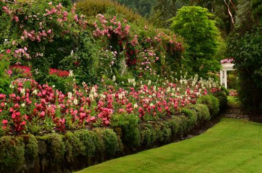 Beautiful botanical gardens in full bloom in spring. Rich greenery is framing the raw of amazing red flowers. Victoria, BC, Canada clipart