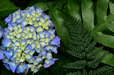 Combination of delicate blue blooming hydrangea plant and deep green foliage.   clipart