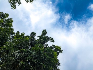 Bulutlu mavi bir arka planda ağaç dalları ve yemyeşil yapraklar