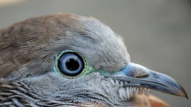 Vahşi doğada güvercin. Bokeh arka planlı güzel bir kuşun kafasının aşırı yakın çekimi..