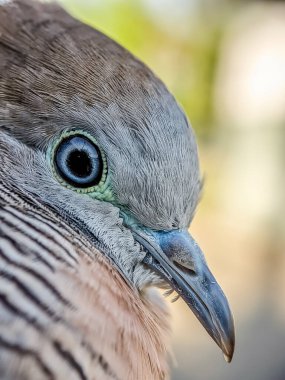 Vahşi doğada güvercin. Bokeh arka planlı güzel bir kuşun kafasının aşırı yakın çekimi..