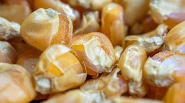 Hasattaki kurumuş mısır tanelerini kapatın.