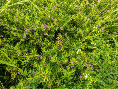 Çiçek açan cuphea hyssopifolia (sahte ısıtıcı) çiçekleri ile şehir parkına nokta nokta beyaz ve mor çiçekler