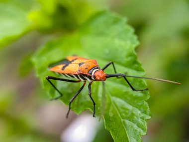 Dysdercus cingulatus, Pyrrhocoridae familyasından bir böcektir. Yeşil yapraklı pamuk böcekleri..