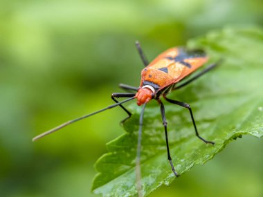 Dysdercus cingulatus, Pyrrhocoridae familyasından bir böcektir. Yeşil yapraklı pamuk böcekleri..