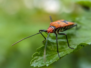 Dysdercus cingulatus, Pyrrhocoridae familyasından bir böcektir. Yeşil yapraklı pamuk böcekleri..