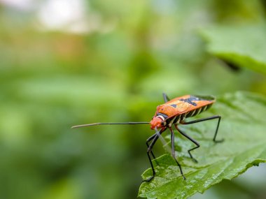 Dysdercus cingulatus, Pyrrhocoridae familyasından bir böcektir. Yeşil yapraklı pamuk böcekleri..