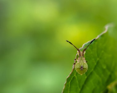 Genç Gonocerus acuteangulatus ya da kutucuk böceği henüz kanatlanmamış olan Coreidae familyasındaki gerçek otçul bir böcek türüne aittir. Yeşil ıspanak bitkilerindeki küçük böcekler. Makro fotoğraf.