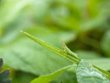 Genç yeşil çekirge ya da Oxy Serville, yeşil yaprakların üzerinde.