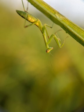 Yeşil yapraklar üzerinde küçük kanatsız genç peygamberdeveleri..
