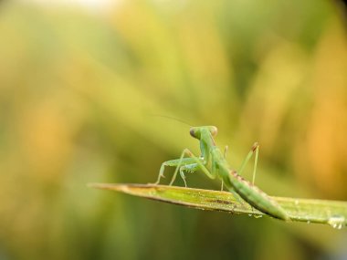 Yeşil yapraklar üzerinde küçük kanatsız genç peygamberdeveleri..
