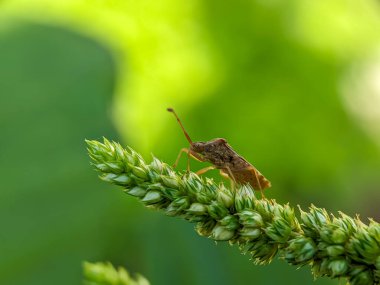 Gonocerus akutangulatus, Coreidae familyasından bir böcek türüdür. Kutu böceği olarak da bilinir. Yeşil ıspanak bitkilerinde küçük bir böcek. Makro fotoğraf.