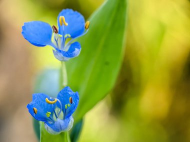 Commelina diusa, gündüz çiçeğine tırmanmak ya da gün çiçeğine yayılmak olarak da bilinen, gündüz çiçekleri familyasından bir pantropikal bitki türüdür. Makro tekniği olan bir portre. Makro fotoğrafçılık.
