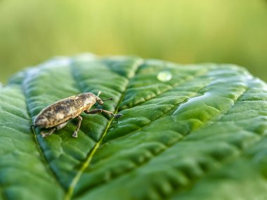 Ispanak bitkileri üzerinde tarım haşeresi Hylobius abiestis. Hylobius abietis, Curculionidae familyasına ait bir böcektir..