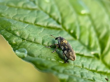 Ispanak bitkileri üzerinde tarım haşeresi Hylobius abiestis. Hylobius abietis, Curculionidae familyasına ait bir böcektir..