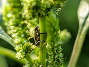 Ispanak bitkileri üzerinde tarım haşeresi Hylobius abiestis. Hylobius abietis, Curculionidae familyasına ait bir böcektir..