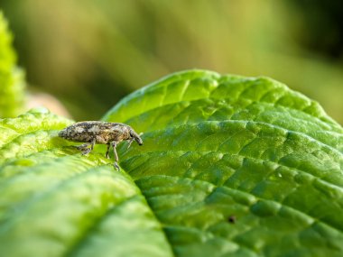Ispanak bitkileri üzerinde tarım haşeresi Hylobius abiestis. Hylobius abietis, Curculionidae familyasına ait bir böcektir..