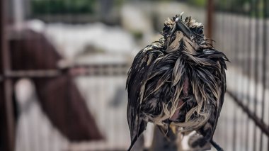 Sarı havalandırmalı bulbul (Pycnonotus goiavier). Sabah banyo yaptıktan ve kurulandıktan sonra tüyleri hala ıslak olan sarı delikli bir bulbul. Yerel adı 
