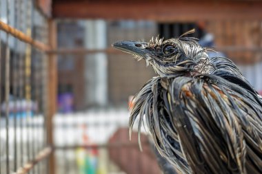 Sarı havalandırmalı bulbul (Pycnonotus goiavier). Sabah banyo yaptıktan ve kurulandıktan sonra tüyleri hala ıslak olan sarı delikli bir bulbul. Yerel adı 