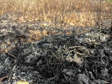 Ağaç gövdelerinde iz bırakan kara ateşi izleri. Boş bir arazide gri, kuru yapraklar. Yasadışı arazi yeni arazi temizliği için yanıyor.