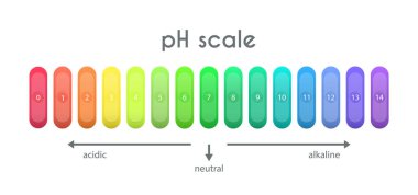 Asit-alkalin çözeltisi için pH değer çizelgesi. Beyaz arkaplanda izole edilmiş asit baz dengesi bilgisi. Hidrojen iyonunun çözeltideki konsantrasyonunun göstergesi. Vektör illüstrasyonu.