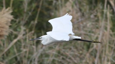 Gökyüzünde uçan büyük balıkçıl