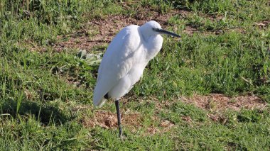 Parktaki çimlerin üzerinde beyaz leylek