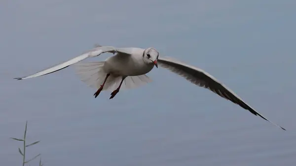 Beyaz başlı martı (larus dibundus dibundus) uçuş sırasında