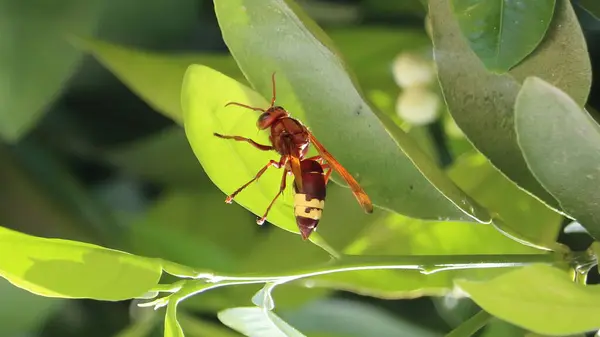 yeşil yapraklı kırmızı böcek