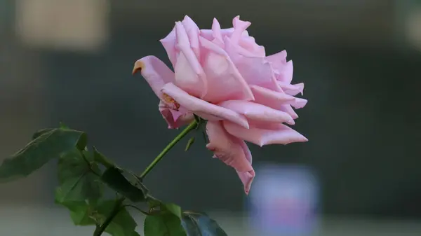 Bahçede güzel pembe bir gül