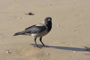 Kumsalda bir kuş