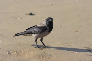 siyah kanatlı karga, biz corvus, siyah kuyruklu kuş plajda uçuyor.