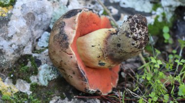 İsrail ormanlarında kışın yenebilir mantar bulunur.