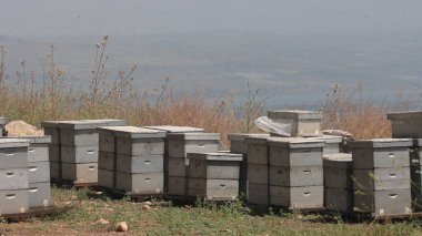 Hollanda tepelerindeki arılar.