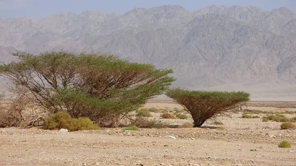 İsrail 'deki ölü denizin çölü.