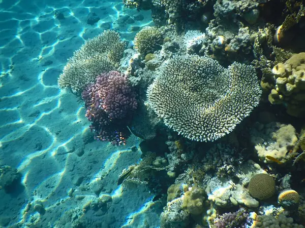 Kırmızı deniz mercanları ve balık