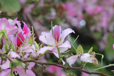 Ağaç dallarında güzel beyaz ve pembe çiçekler