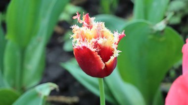 Laleler Wave Şatosu Krakow Polonya