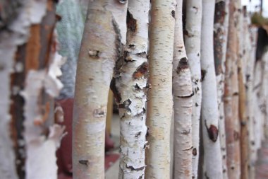 Ormanda huş ağacı kabuğu