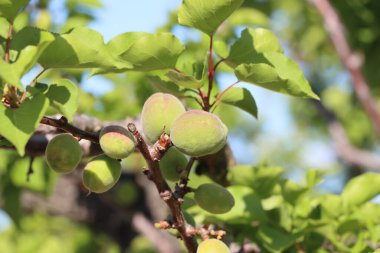 Tek bir dalda yetişen yeşil kayısılar, erken meyve gelişimini ve yaz mevsiminin tazeliğini simgeliyor..