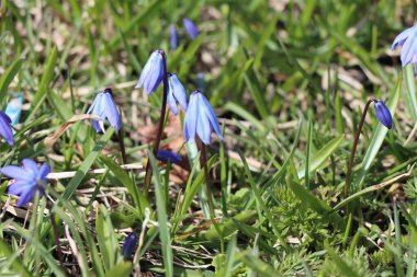 Baharın ilk zamanlarında açan mavi kardamlaları yeniden doğuşu ve kıştan sonra doğanın uyanışını simgeliyor..